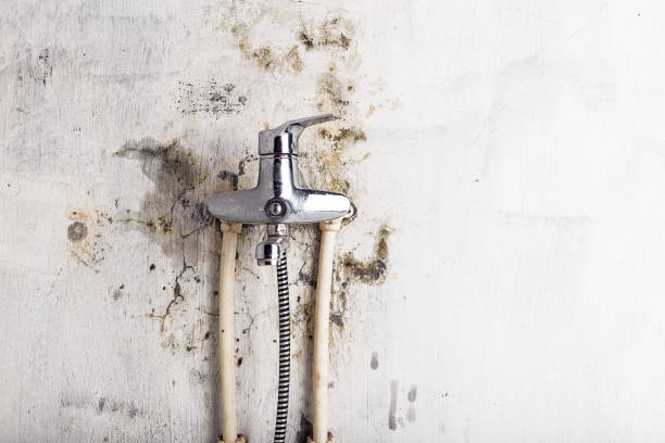 Best Commercial Mold Removal  in Lawton, IA