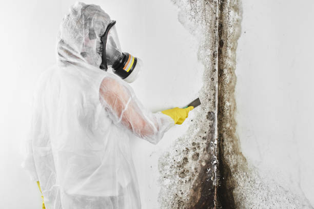 Best Mold Remediation  in Lawton, IA