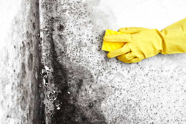 Best Attic Mold Removal  in Lawton, IA
