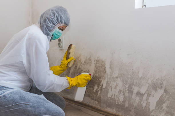 Best Mold Cleaning Services  in Lawton, IA