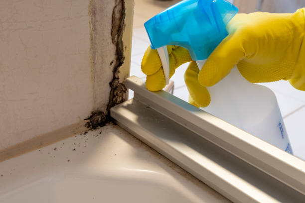 Best Affordable Mold Removal  in Lawton, IA