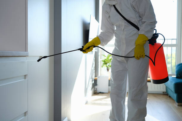 Best Attic Mold Removal  in Lawton, IA