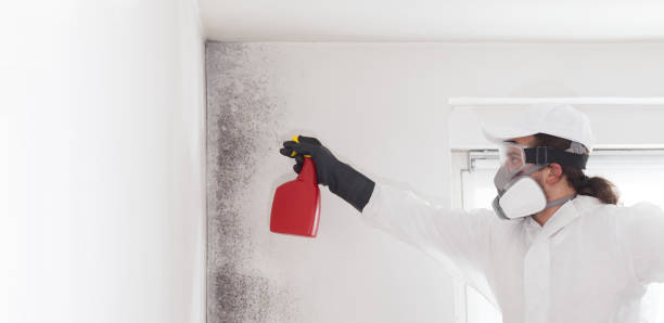 Best Best Mold Removal Companies  in Lawton, IA