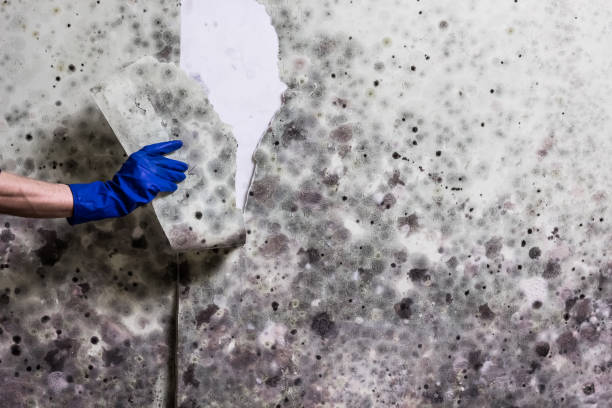 Best Fast Mold Removal  in Lawton, IA