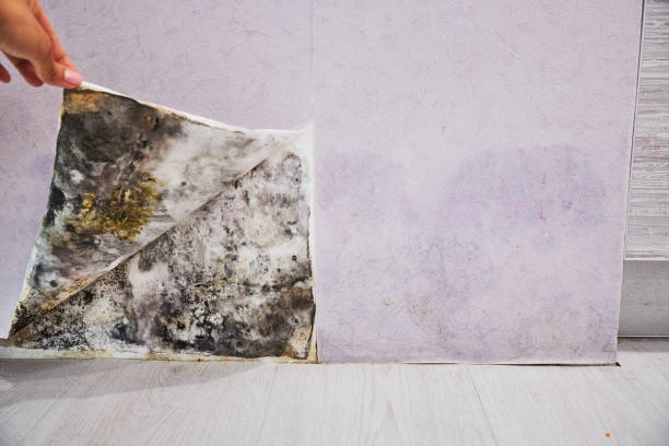 Best Professional Mold Removal  in Lawton, IA